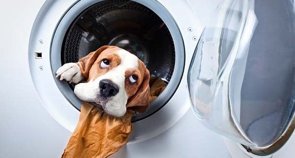 A dog thinks whether replace or repair appliance