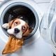 A dog thinks whether replace or repair appliance